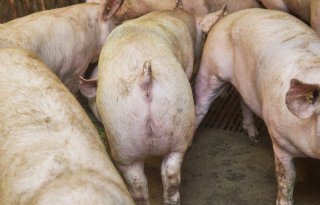 Tönnies en Westfleisch profiteren van vertrek Vion uit Duitsland