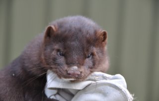 Polen stopt gefaseerd met pelsdierhouderij