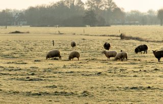 Gelderland werkt aan stikstofarme zones rond Natura 2000-gebieden