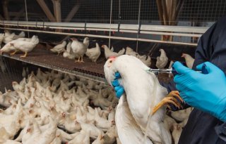 VS en Canada heffen importverbod op na Franse vogelgriepvaccinatie