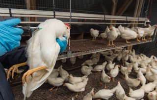 Dammen bouwen tegen salmonella op legpluimveebedrijven is nodig