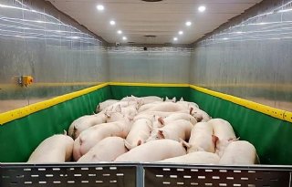 Grootste varkensproducenten van China moeten zich melden