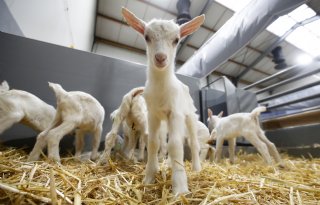 Lammerperiode geiten in volle gang: blijf bijsturen tijdens opfok