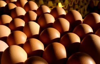 Vermalen eierschalen leiden tot meer salmonella, link met toename bij mens