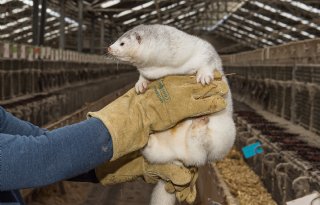Vergoeding voor versneld stoppen nertsenhouderij te laag