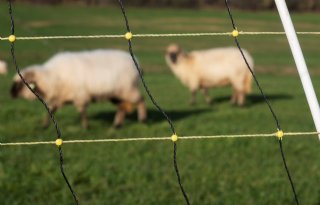 Overijssel verlengt subsidie wolfwerende maatregelen