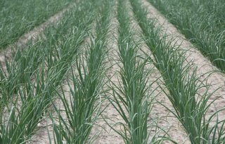 Uien profiteren van stikstofgiften uit het verleden