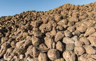 Oekraïne exporteert fors minder suiker naar EU