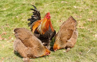 Vogelgriep op kinderboerderij Nijmegen en pluimveebedrijf Kleve