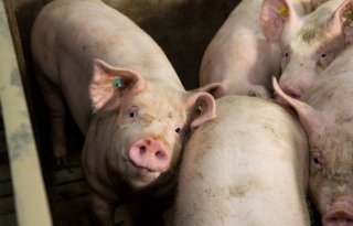 Primeur voor Gelderse varkenshouder: vergunning met doelvoorschriften