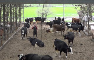 Dierwaardigheid kost tot wel honderdduizenden euro's per bedrijf