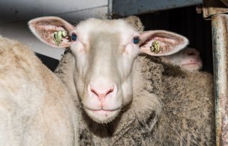 Tientallen schapenrassen toegevoegd voor taxatie wolvenschade