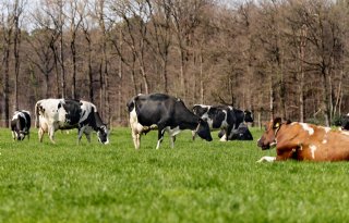 Gelderland verleent weer natuurvergunningen aan stoppende boeren