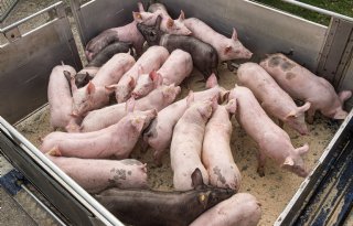 Varkensfokker in verzet tegen geweigerde vergunning na Bibob-onderzoek
