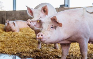 Nieuw Vlaams dierenwelzijnslabel voor varkens gelanceerd