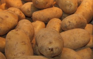 Buitenland heeft even geen trek in Nederlandse aardappelen