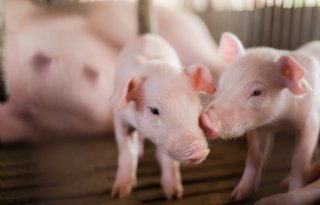 Webinar: Ondernemen in de varkenshouderij, wat kan wel?