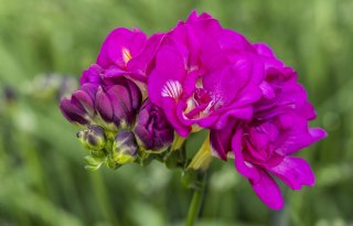 Nieuwe proef toont aan dat freesia op water eerder bloeit