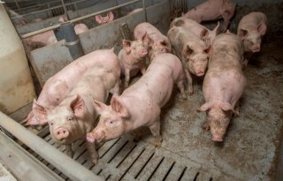 Nederlandse varkensslachterijen houden prijzen stabiel