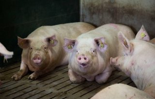 Aantal varkens in Duitsland daalt met 25 procent in tien jaar