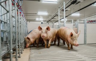 Topigs Norsvin realiseert winst van 7,7 miljoen euro