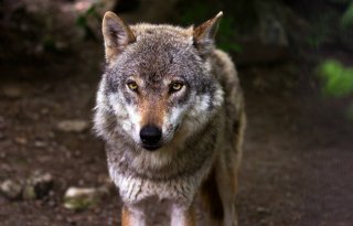Beschermde status wolf waarschijnlijk in mei afgezwakt