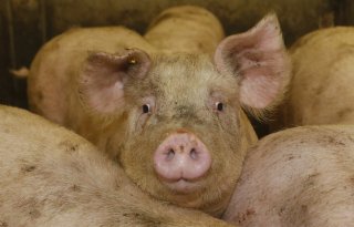 Daling van de varkensprijzen is nog niet ten einde