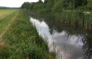Friese boeren kunnen subsidie aanvragen voor agrarisch cultuurlandschap