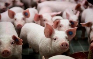 Ruimte en toegang tot voer cruciaal voor welzijn en groei big