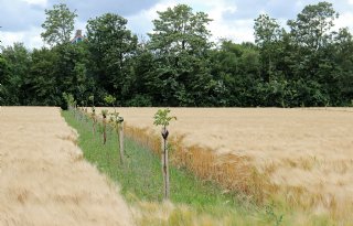 Kenniscentrum voor agroforestry in de maak bij Zuid-Hollandse kwekerij