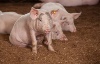 Stikstof zet rem op biologische varkensbedrijven