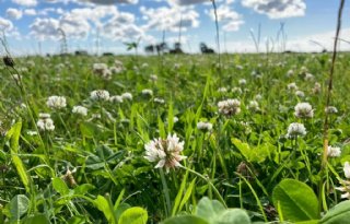 Crowdfundingscampagne 1001ha Kruidenrijk Grasland groeit door