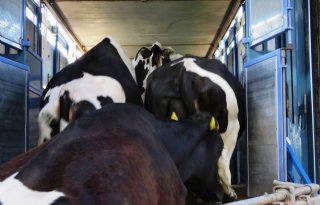 NVWA: huidige regels dierenwelzijn geven te veel ruimte