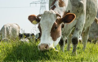 Eko-Holland verhoogt melkprijzen met 50 cent