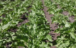 'Onbegrijpelijk dat bieten worden gezien als uitspoelingsgevoelig'