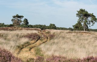 Ministerie vraagt reacties op nieuwe landelijke doelen Natura 2000