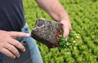 'Europese strategie nodig voor substraatgrondstoffen'