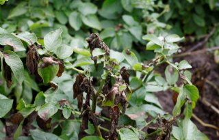 'Phytophthora beheersen doe je samen met je buurman'