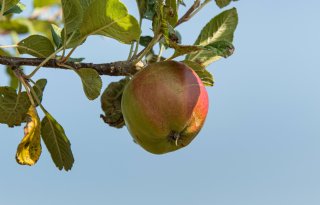 Minder biologische appels in EU