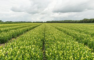 Chemiearme lelieteelt lijkt realistisch, maar zorg burgers blijft