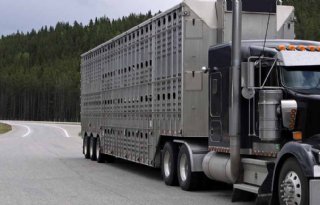 Zeug in VS produceert gemiddeld 20,27 vleesvarkens per jaar