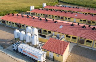 Spaanse varkensexport naar China veiliggesteld bij Afrikaanse varkenspest