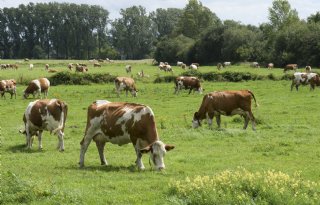 Kamer vraagt met spoed om emissiereductieplan voor melkveehouderij