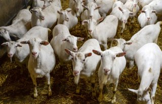 Zeeland wil voorlopig niets weten van geitenstop