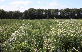 Onkruid groot knelpunt bij geïntegreerde gewasbescherming op zand