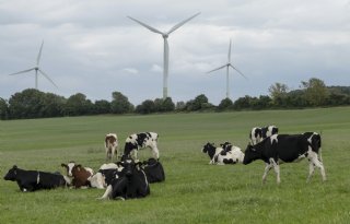 Ministeries zien geen reden voor onderzoek naar invloed zwerfstroom op vee