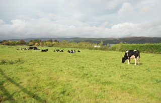 Ierland pakt handschoen koolstofreductie op met nieuw landbouwbeleid