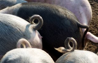 Staartcoating laatste finalist voor Het Beste Idee van Varkensland