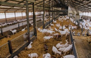 Gezondheidsraad oordeelt hard over geitenhouderij