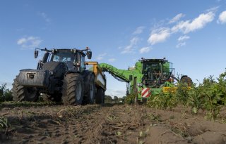 Fritesaardappelen groeien door naar 65 ton per hectare